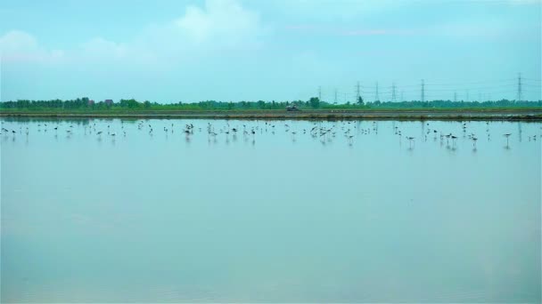 Vogels in de rijstvelden op ochtend — Stockvideo