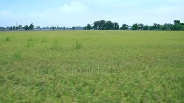 Rice field landscape in Thailand (Panning shot) — Stock Video