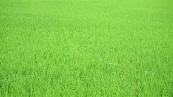 Reisfeldlandschaft in Thailand (Schwenkbild)) — Stockvideo
