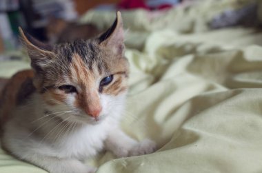 yatakta yatarken kedi