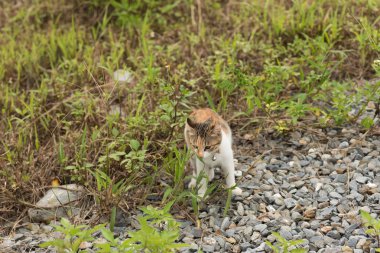 kedi yürüyüş ve oyun