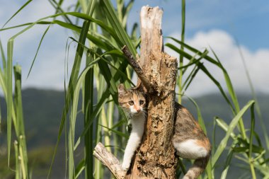 küçük kedi tırmanma ağaç