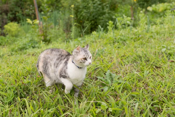 Gato doméstico en al aire libre — Foto de Stock