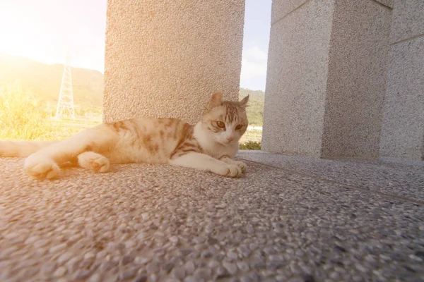 Kätzchen auf dem Boden liegend — Stockfoto