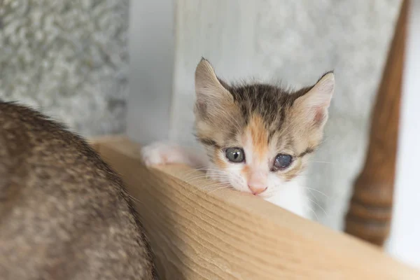 小さな赤ちゃん猫 — ストック写真