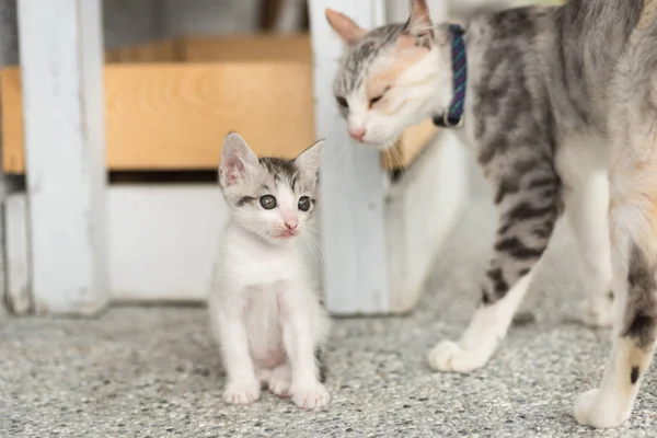 Baby kat met haar moeder — Stockfoto