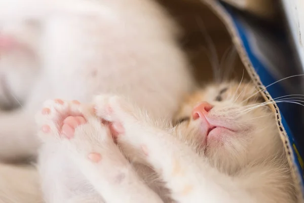 Weinig slaap van de kat — Stockfoto