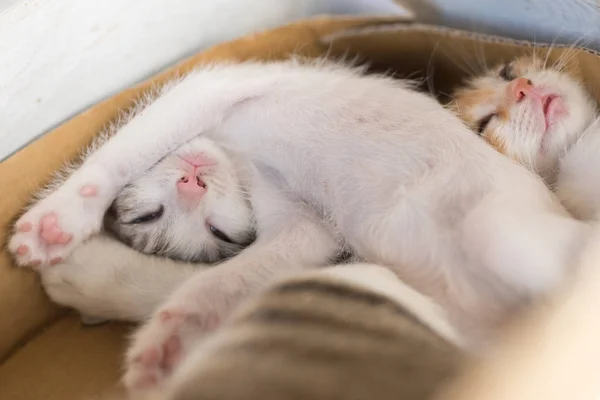 Weinig slaap van de kat — Stockfoto