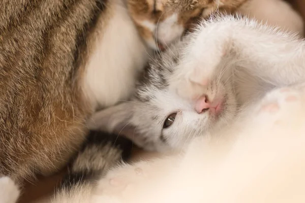 Baby cat with her family — Stockfoto