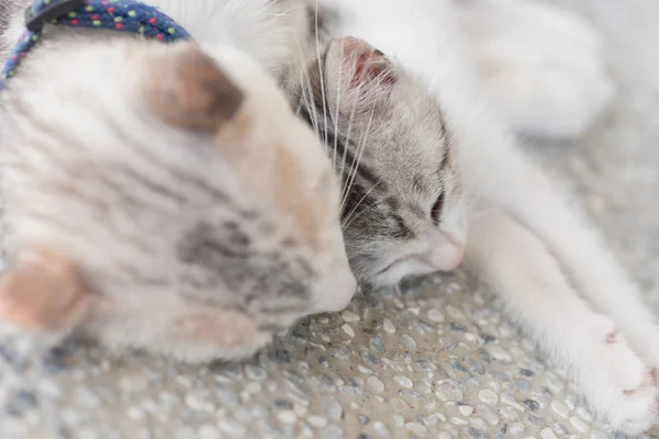 Petit bébé chat sommeil — Photo