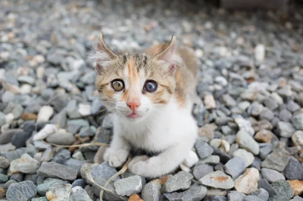 Carino gatto bambino — Foto Stock