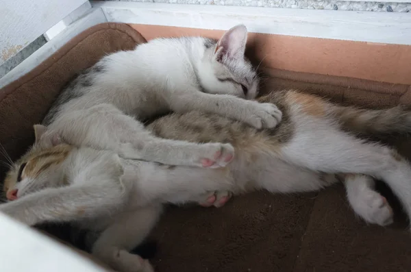 Pequeno gatinho — Fotografia de Stock