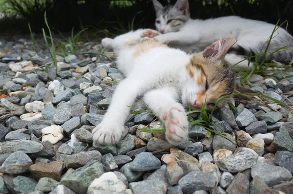 小さな猫 — ストック写真