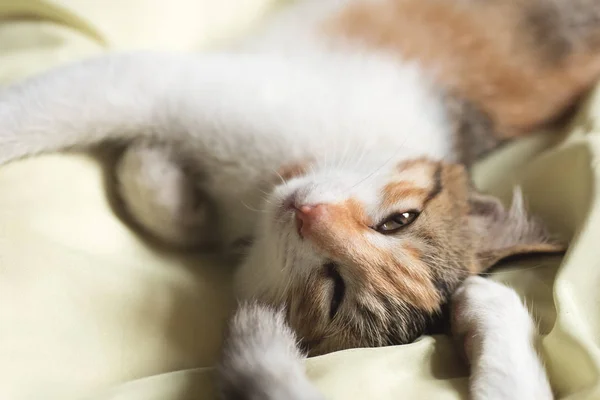 Kat slaap op bed — Stockfoto