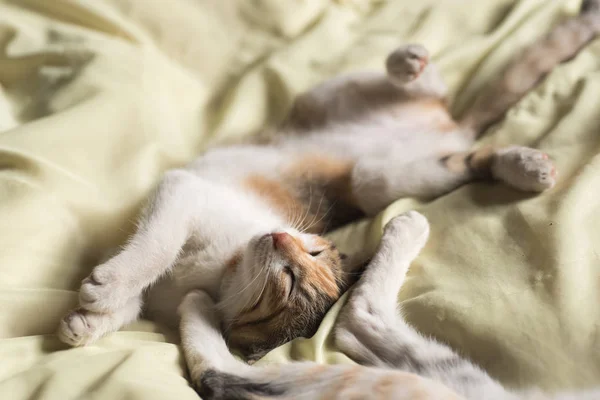 Kat slaap op bed — Stockfoto