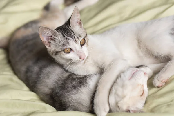 Kat slaap op bed — Stockfoto