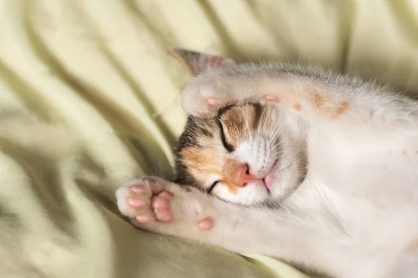 Kat slaap op bed — Stockfoto
