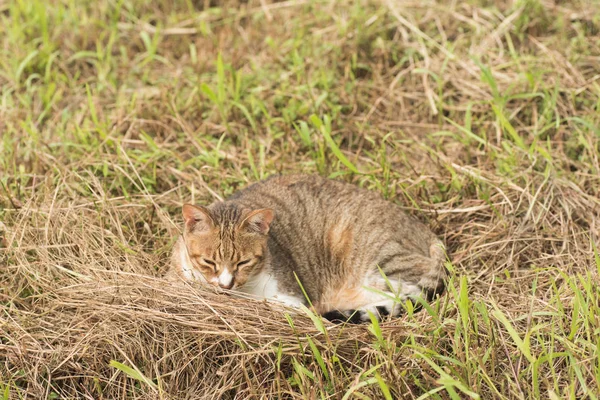 Sevimli yerli kedi uyku çimenlerin üzerinde. — Stok fotoğraf