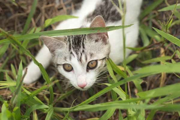 猫草の中に隠す — ストック写真