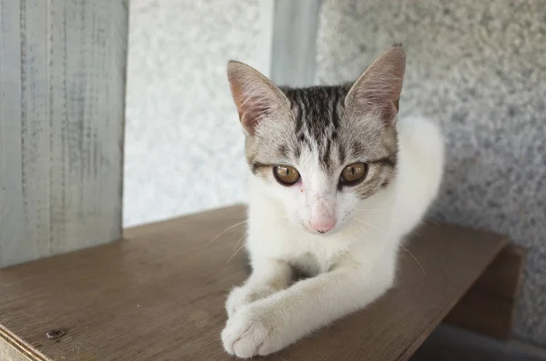 Kucing domestik yang menggemaskan — Stok Foto