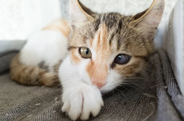 Kleine binnenlandse kat — Stockfoto