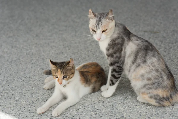 그녀의 엄마와 고양이 — 스톡 사진