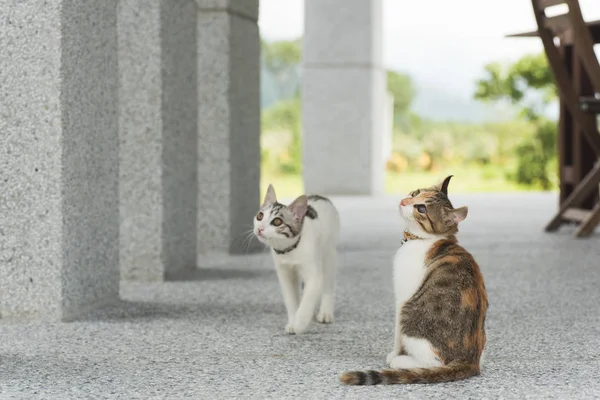 Kleine Babykatze — Stockfoto