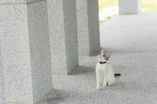 Pequeño bebé gato — Foto de Stock