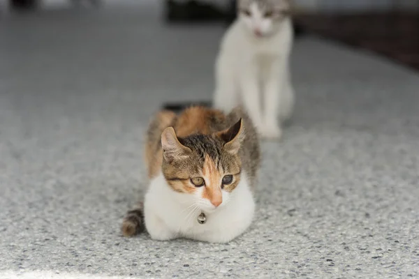 Pequeno bebê gato — Fotografia de Stock