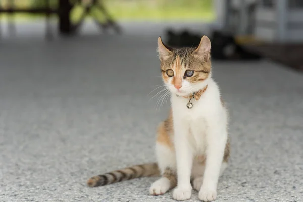 Pequeño bebé gato — Foto de Stock