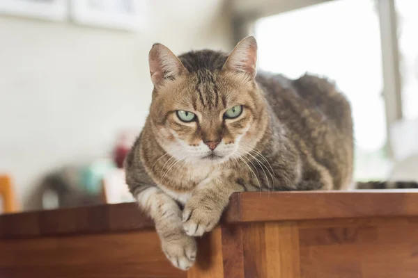 Vet binnenlandse kat — Stockfoto