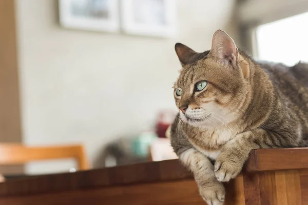 Жирная домашняя кошка — стоковое фото