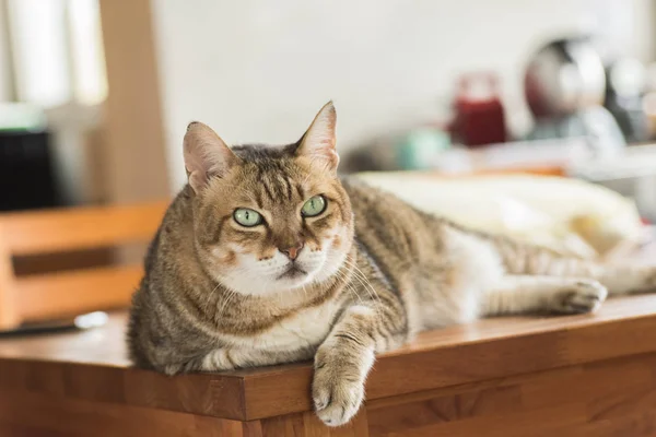 Gato doméstico gordo — Fotografia de Stock