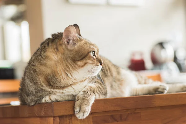 Gato doméstico gordo — Fotografia de Stock