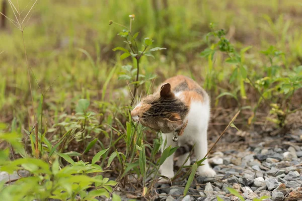 Katze spazieren und spielen — Stockfoto