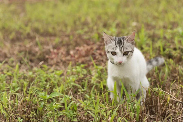 Gato caminar y jugar — Foto de Stock