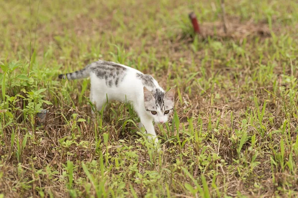 猫走路和玩耍 — 图库照片