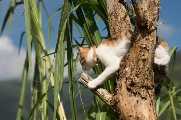 Kleine Katze klettert auf den Baum — Stockfoto