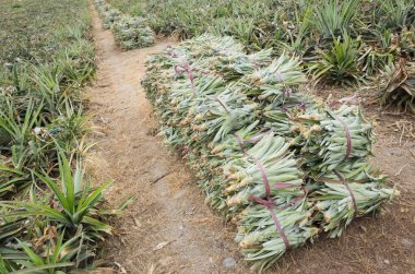 gruptaki ananas fidan