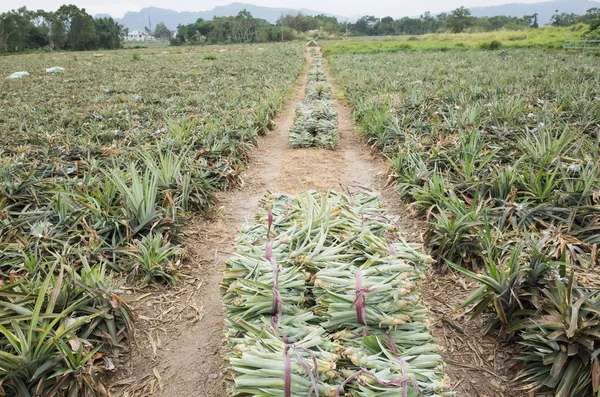 Ananas zaailingen in boerderij — Stockfoto