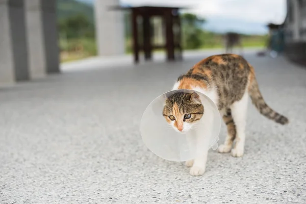 little cat with Elizabethan collar