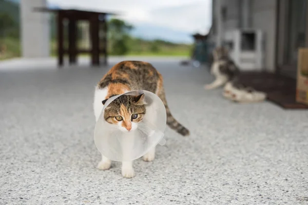 Kleine Katze mit elizabetischem Halsband — Stockfoto