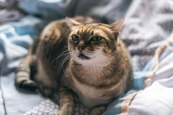 Gato gordo infeliz tabby — Fotografia de Stock