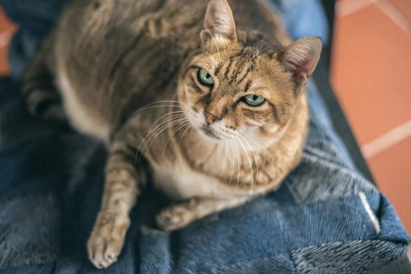 Infelice grasso gatto tabby — Foto Stock