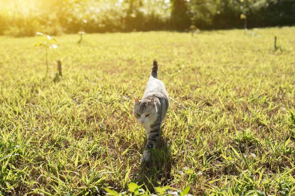 Katzenspaziergang auf der Wiese — Stockfoto