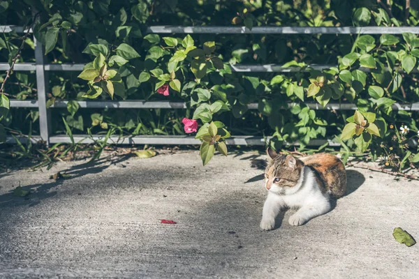 Jeu de chat dans le jardin — Photo