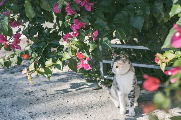 Jeu de chat dans le jardin — Photo