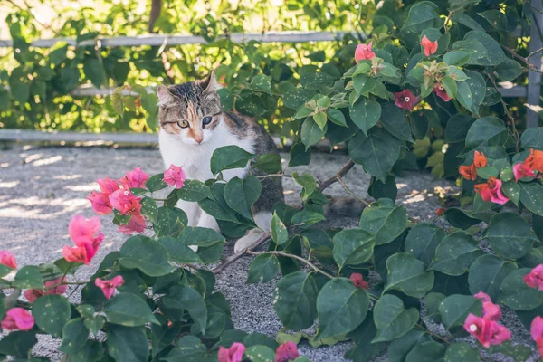 cat play in the garden