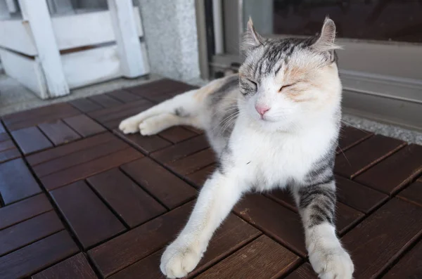 Gato durmiendo al aire libre — Foto de Stock