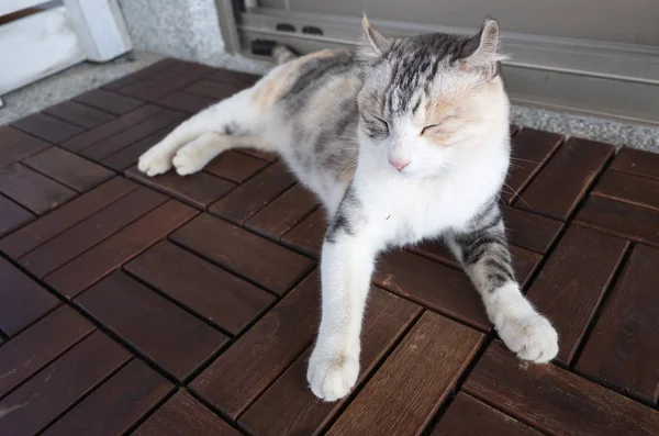 Cat sleeping outdoor — Stock Photo, Image